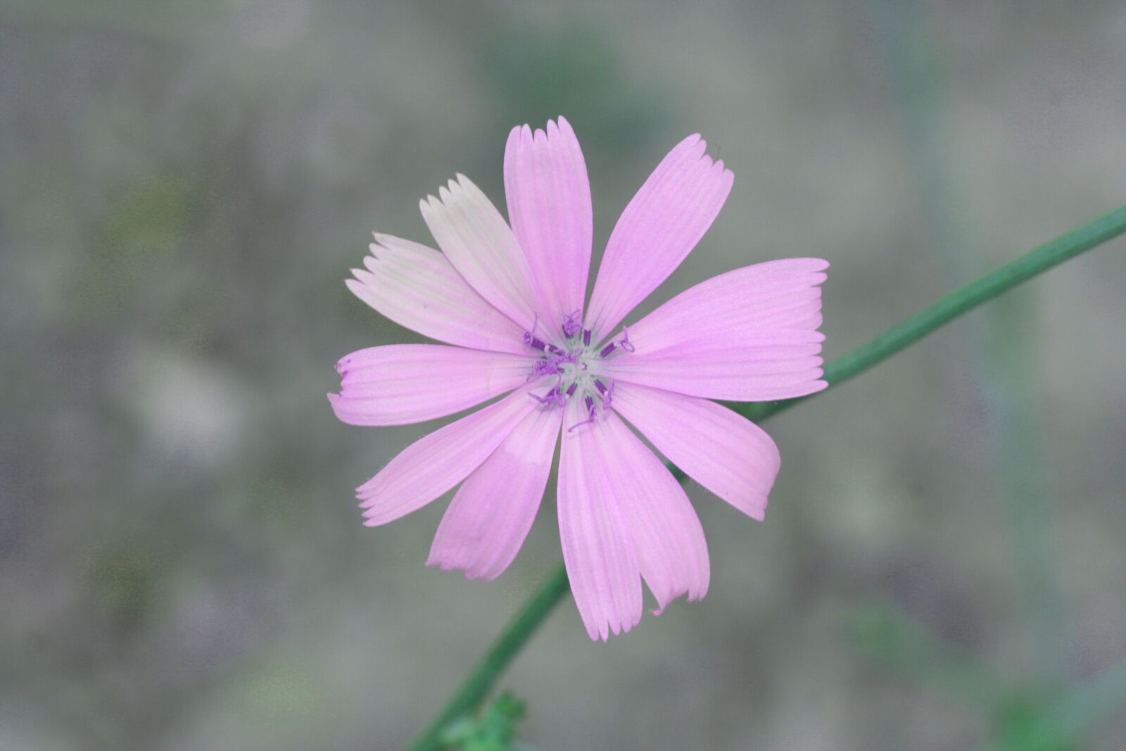 Canon EOS 350D (EOS Digital Rebel XT / EOS Kiss Digital N) sample photo. Flower, purple, pink photography