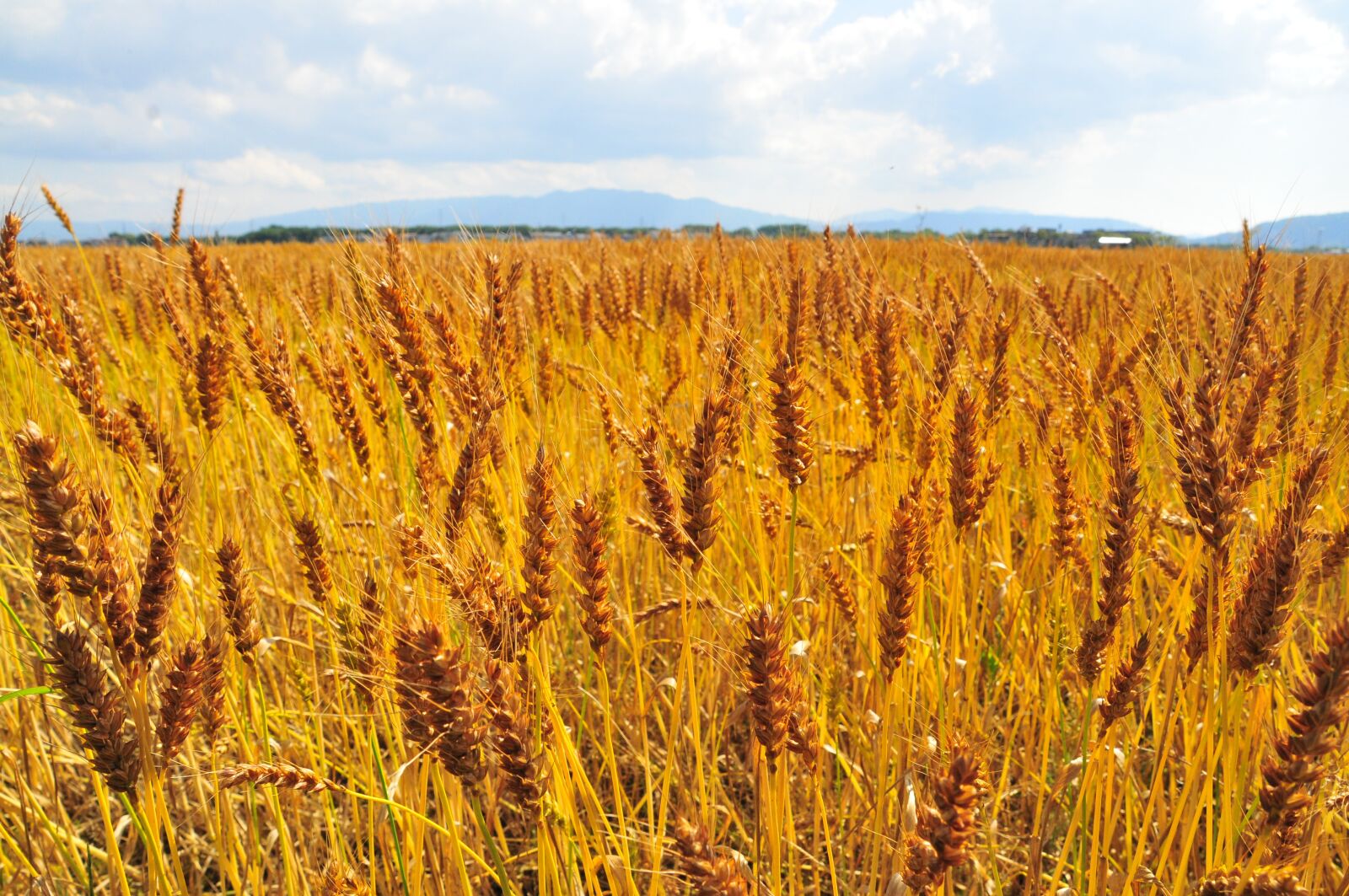 Nikon D300S sample photo. Wheat field, wide, barley photography