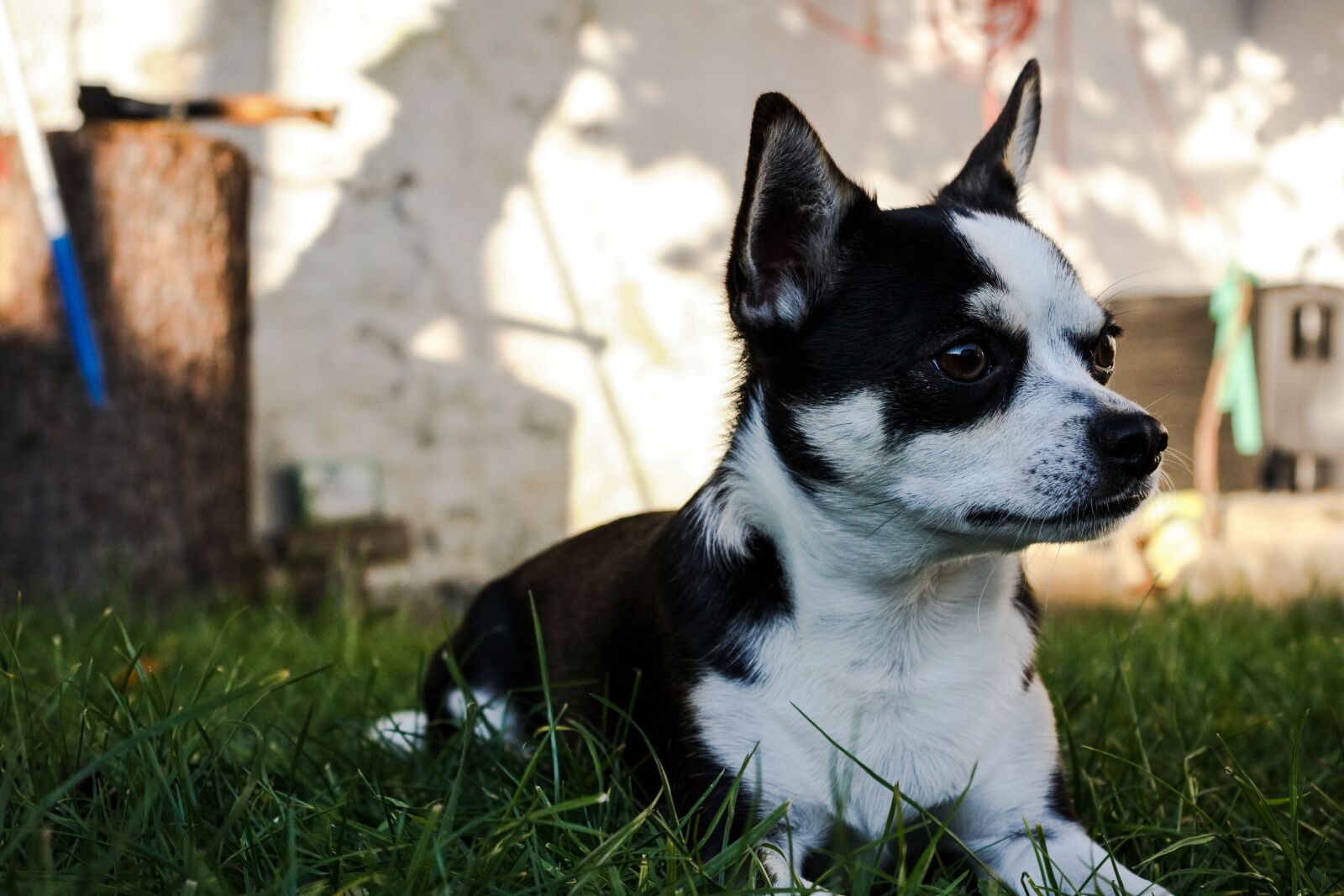 Canon EOS 1200D (EOS Rebel T5 / EOS Kiss X70 / EOS Hi) sample photo. Dog, black, white photography