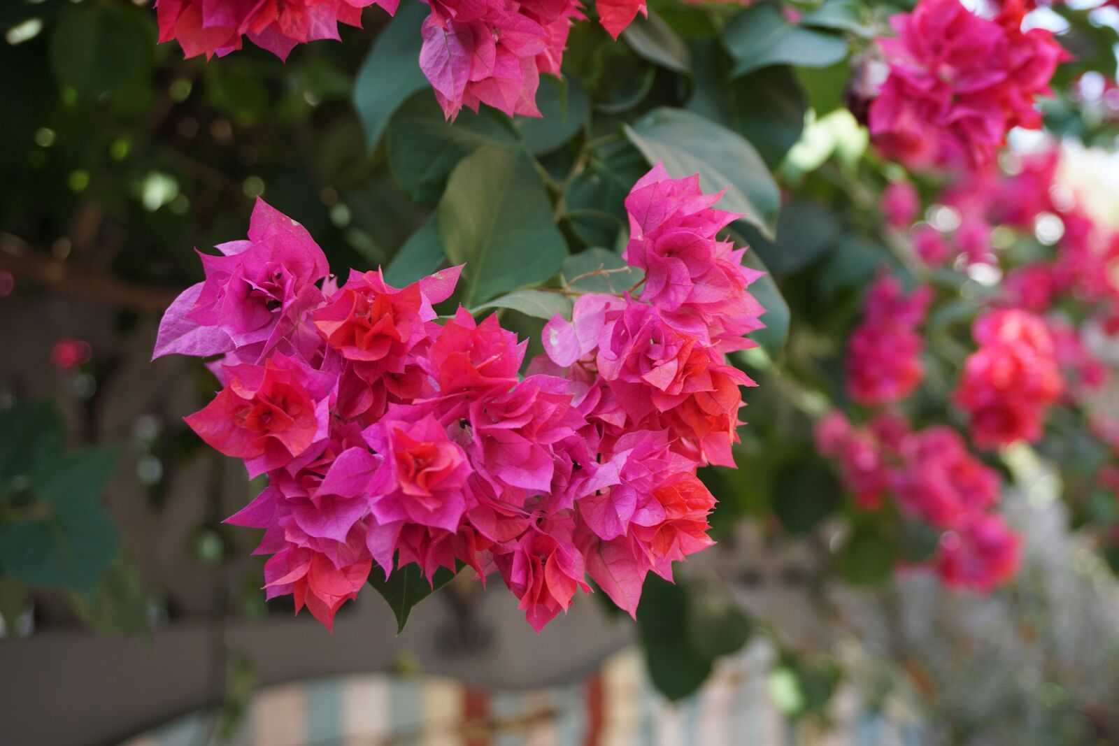 Sony a6000 sample photo. Bougainvillea, xiamen, gulangyu island photography
