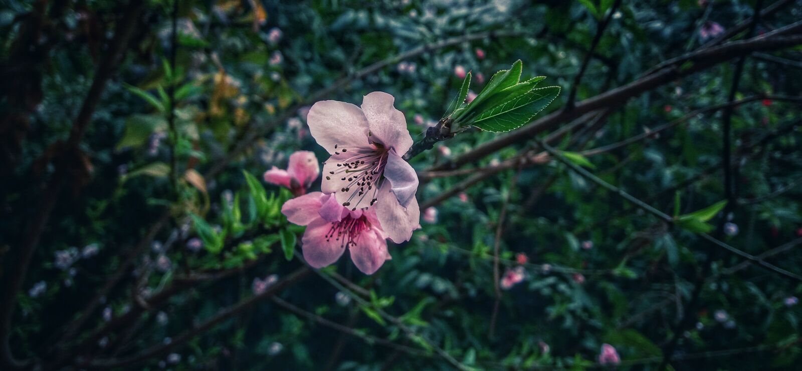 Samsung Galaxy J5(2016) sample photo. Flowers, nepali flowers, nepal photography