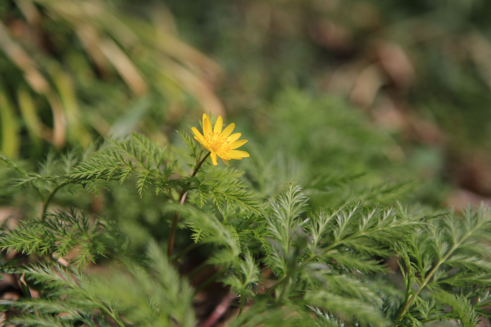 Canon EOS 6D + Canon EF 24-105mm F4L IS USM sample photo. Multiple seconds, wildflower, wild photography