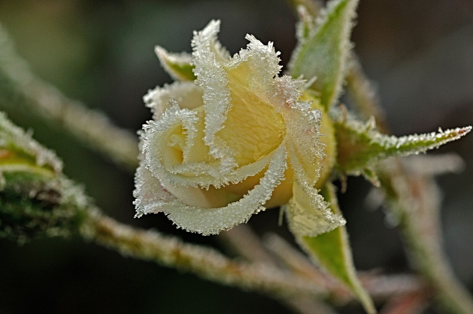 Nikon D90 sample photo. Rose, winter, ripe photography