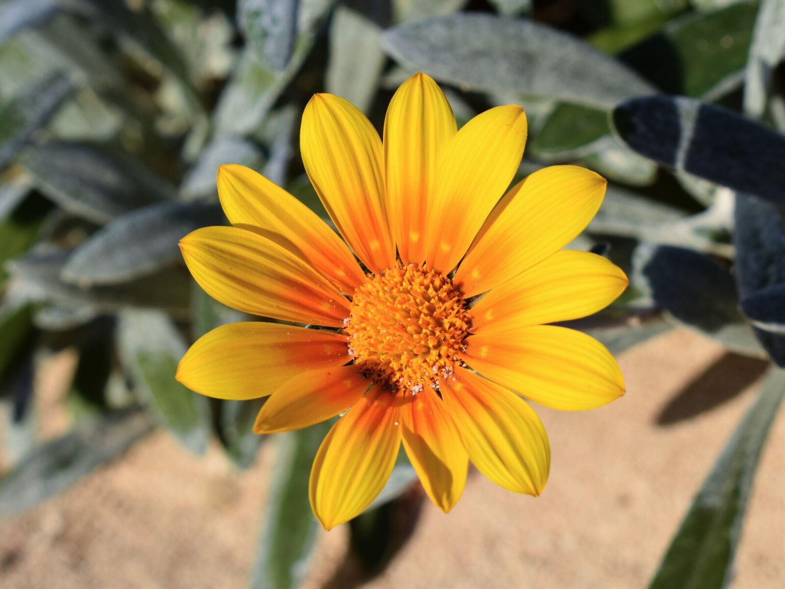 Nikon D3300 sample photo. Flower, yellow, ammophilous photography