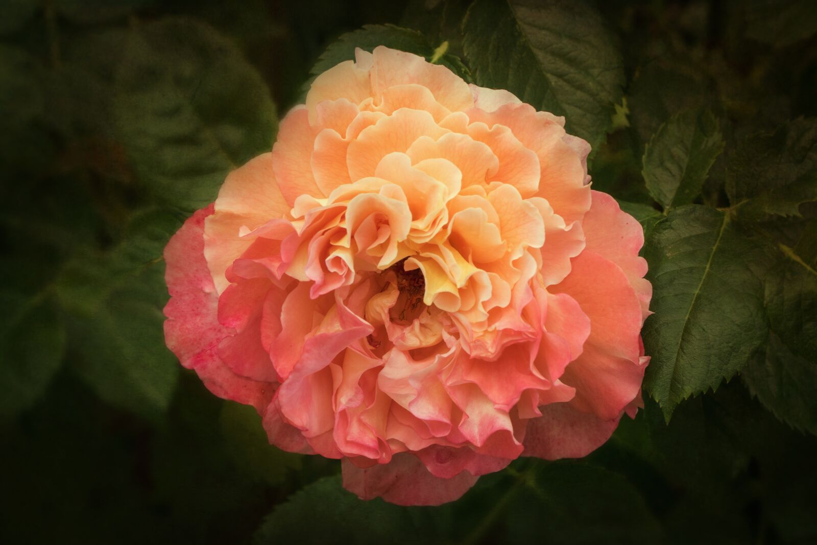 Canon EOS 7D Mark II sample photo. Nature, roses, rosaceae photography