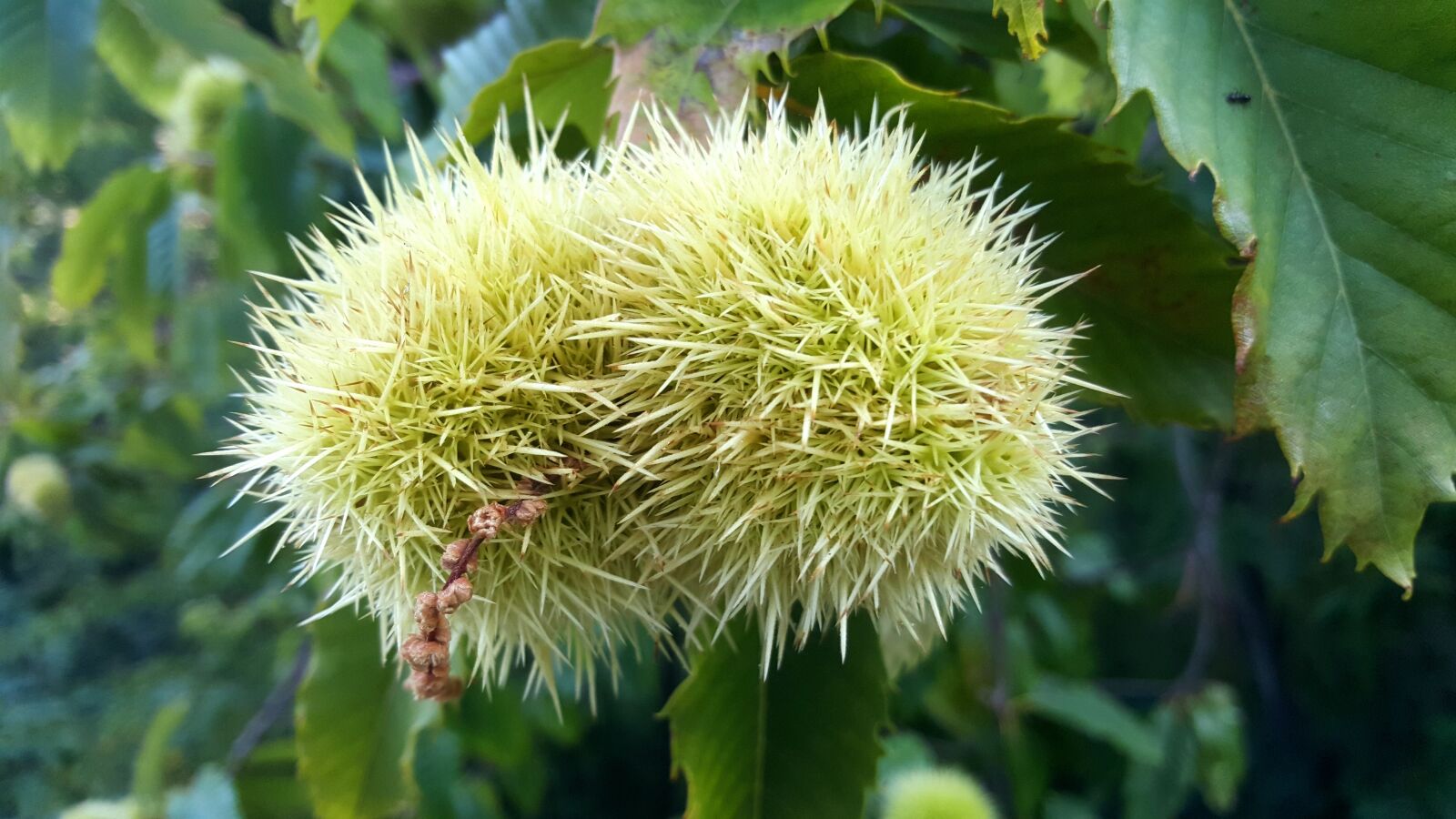 Samsung Galaxy S6 sample photo. Chestnuts, autumn, september photography
