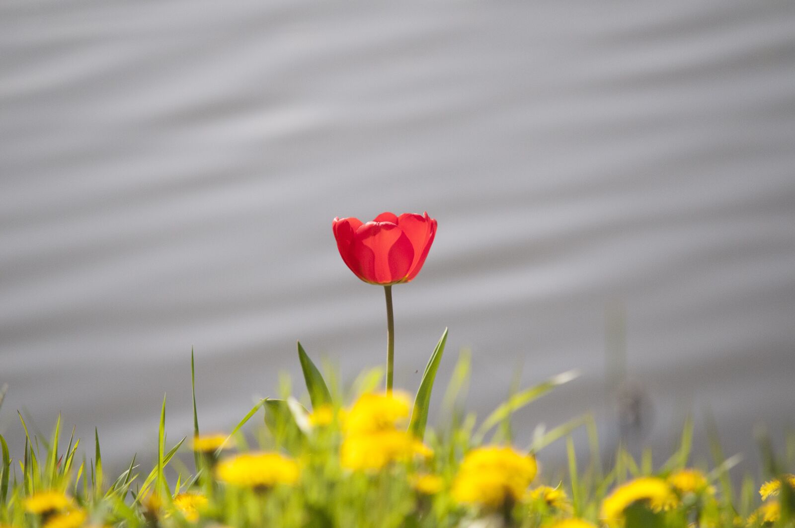 Nikon D300 sample photo. Tulip, spring, flower photography