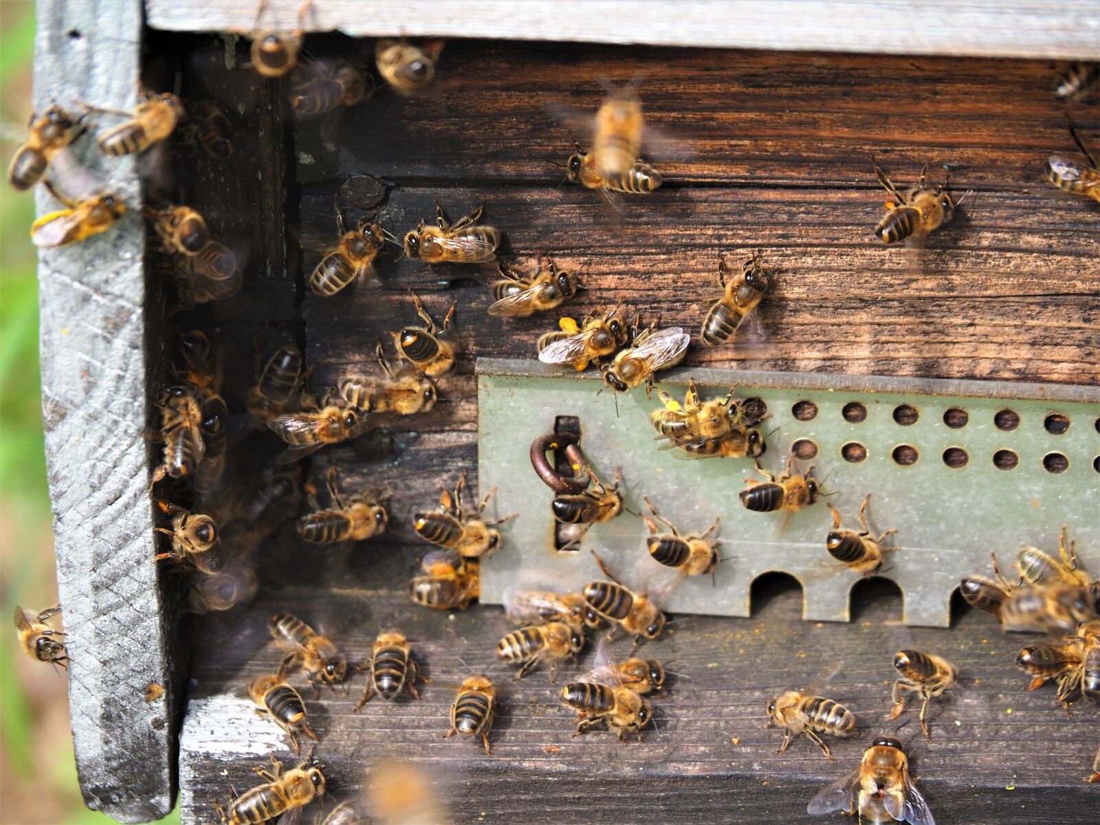 Olympus OM-D E-M10 III sample photo. Bees, hive, pollen photography