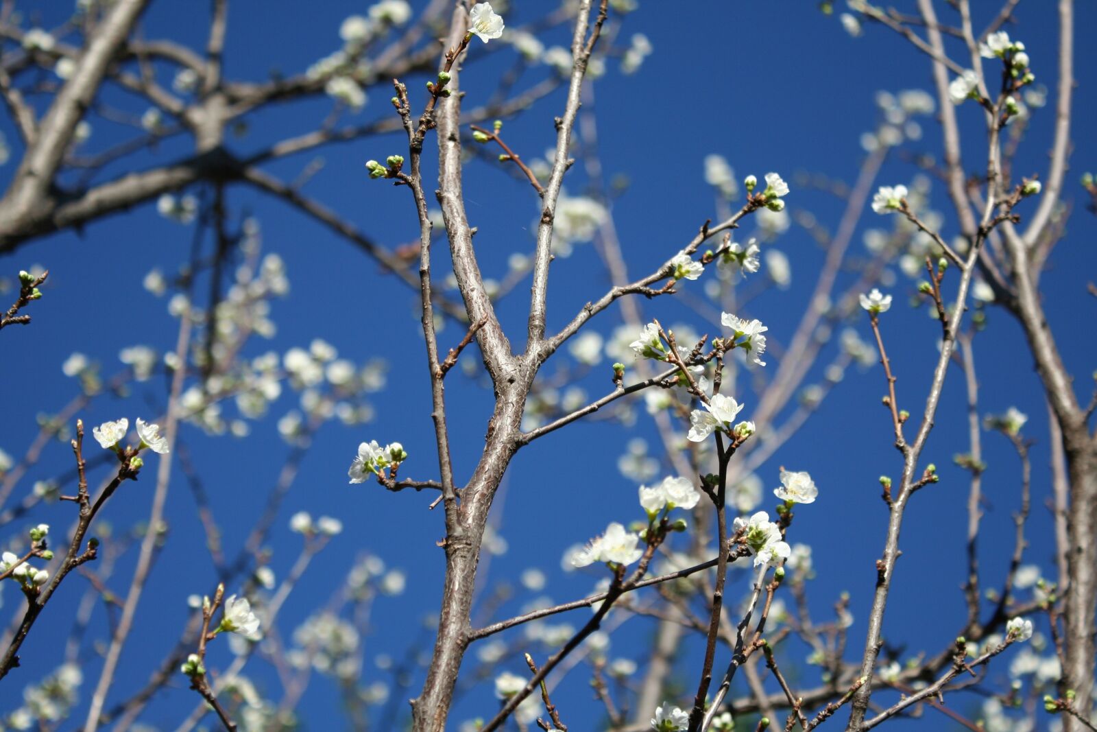 Canon EOS 350D (EOS Digital Rebel XT / EOS Kiss Digital N) sample photo. Nature, spring, blue sky photography