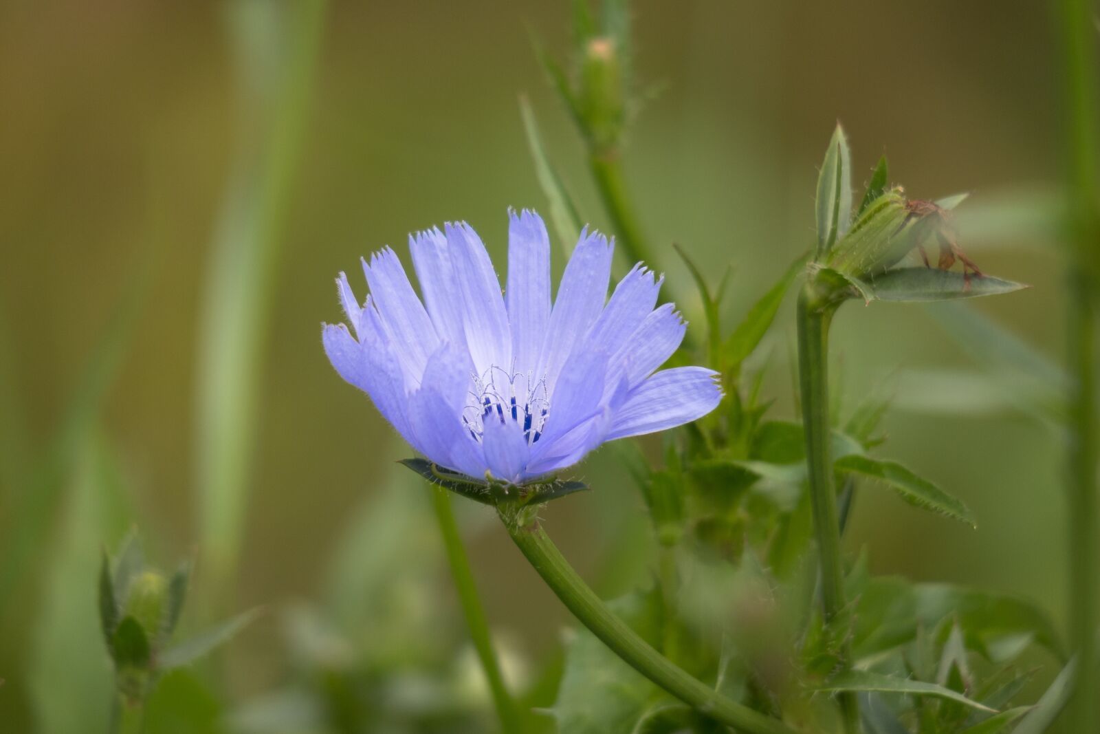 Canon PowerShot G3 X sample photo. Chicory, common chicory, ordinary photography