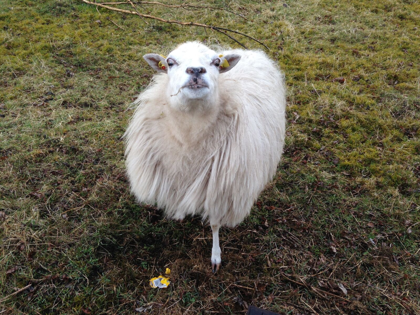 iPhone 5 back camera 4.12mm f/2.4 sample photo. Sheep, watch, sniffing photography
