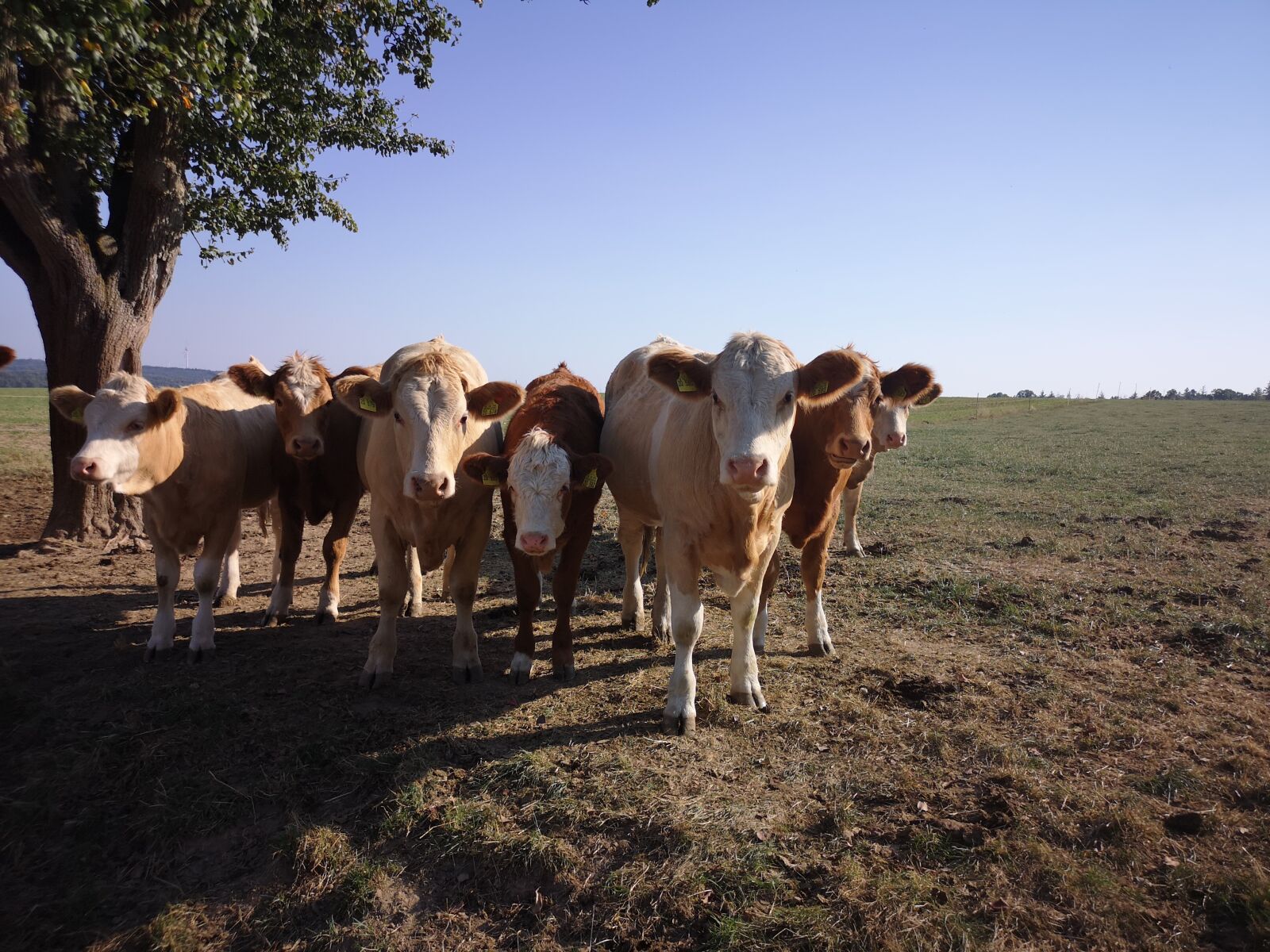 HUAWEI CLT-L29 sample photo. Cow, cows, calf photography