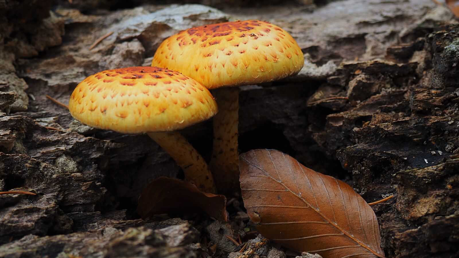 Olympus OM-D E-M10 sample photo. Mushrooms, nature, forest photography