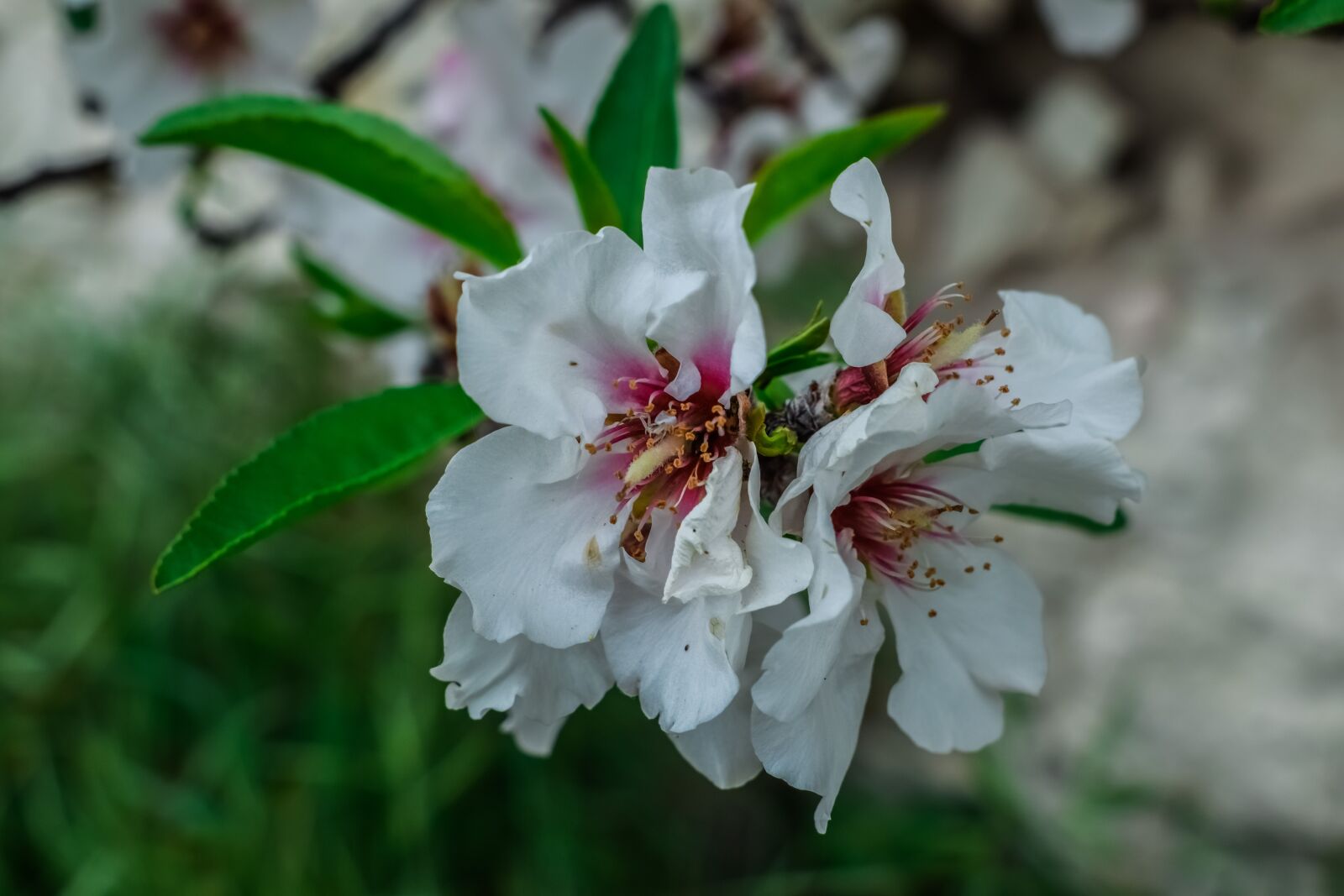 Nikon D3300 sample photo. Cherry, flower, flora photography