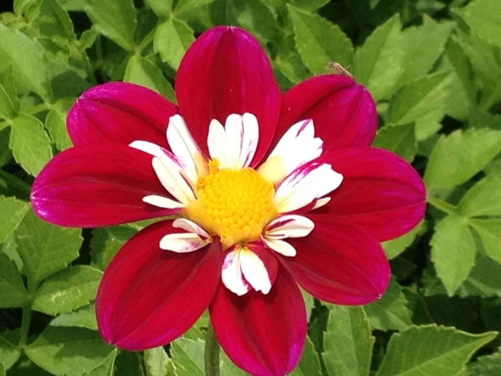 iPhone 4S back camera 4.28mm f/2.4 sample photo. Flower, garden, botany photography
