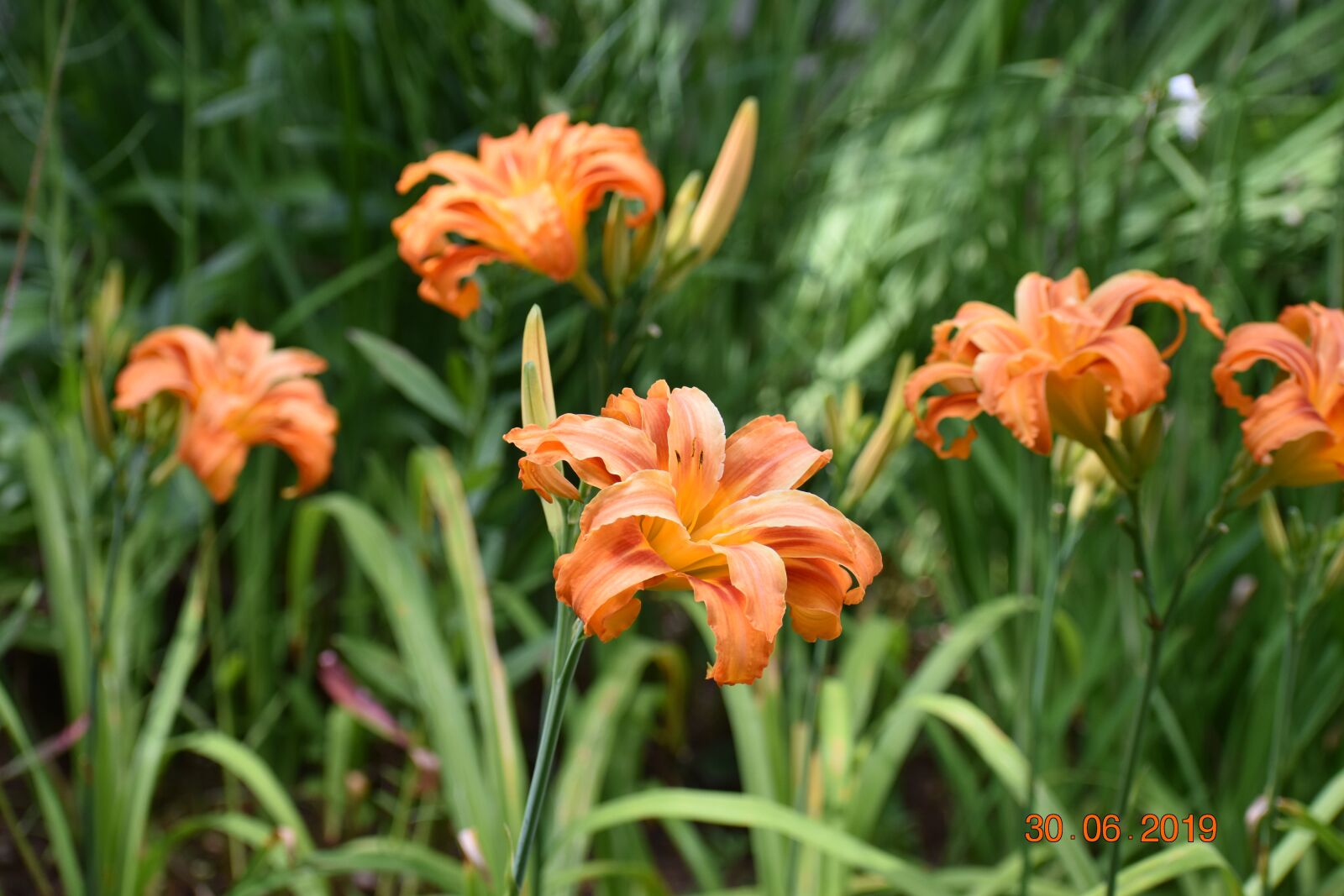 Nikon D3400 sample photo. Day lilies, flowers, spring photography