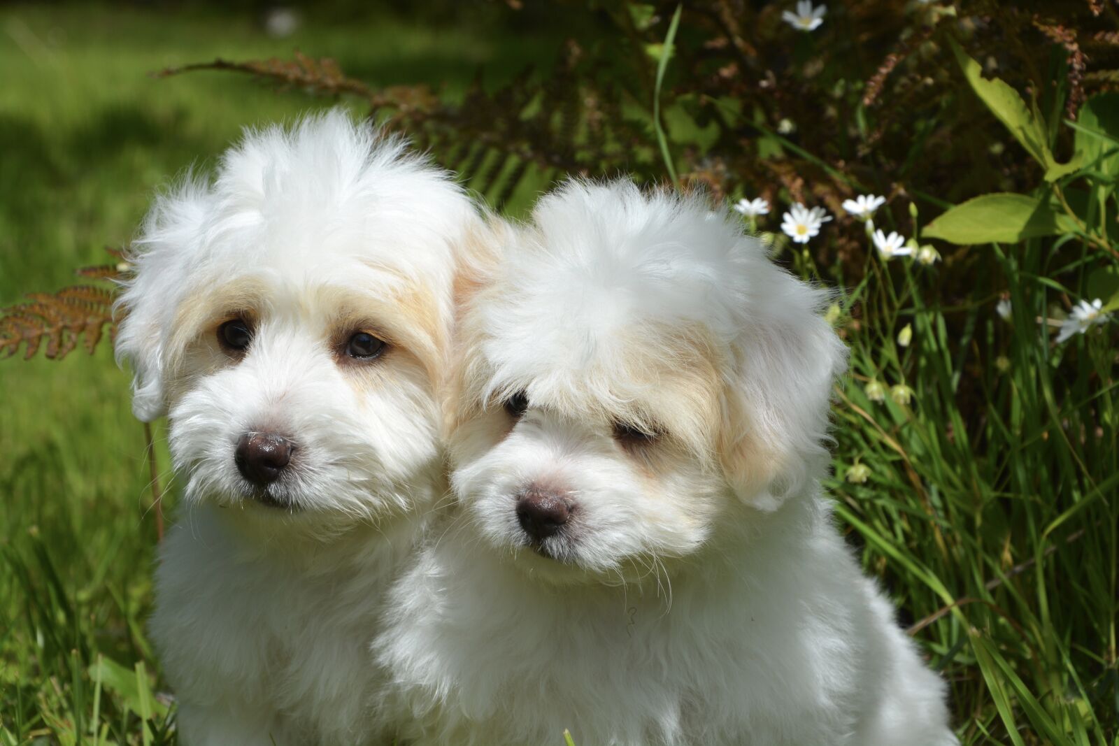 Nikon D5200 sample photo. Puppies, dogs, white photography