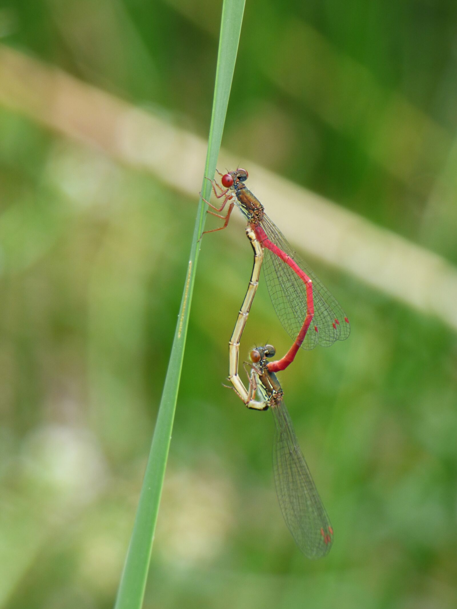 Panasonic Lumix DMC-FZ70 sample photo. Dragonfly, damselfly, ceriagrion tenellum photography