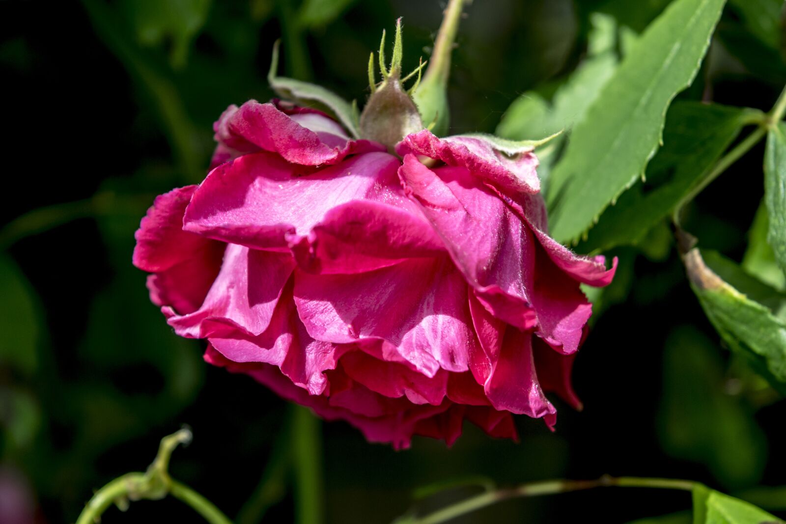 Nikon D3300 sample photo. Nature, rose, summer photography
