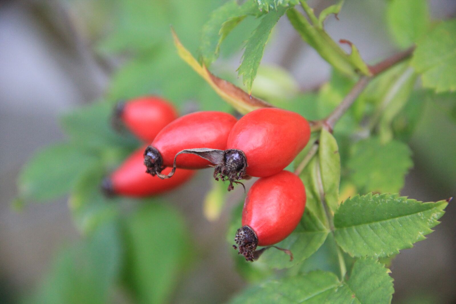 Canon EOS 60D sample photo. Rose hip, red, autumn photography