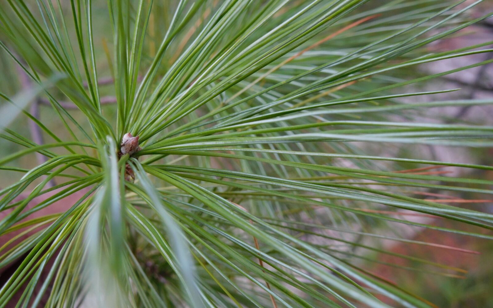 Nikon Coolpix S7000 sample photo. Pine tree, needle leaves photography