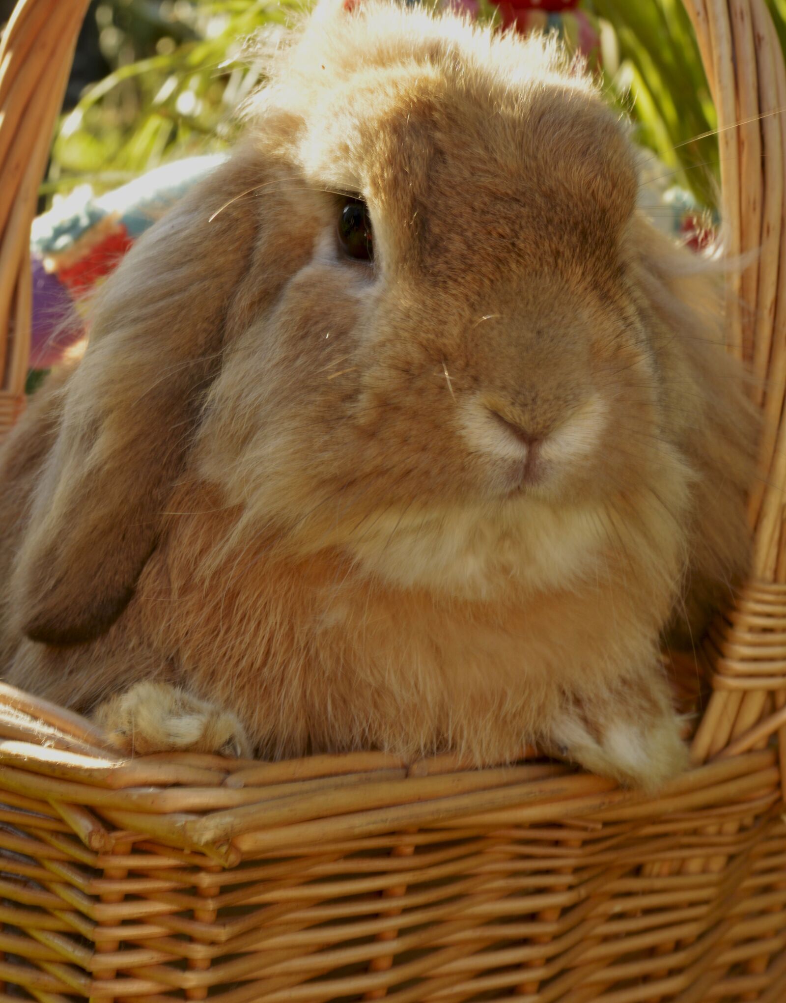 Nikon D3200 sample photo. Rabbit, animal, hare photography