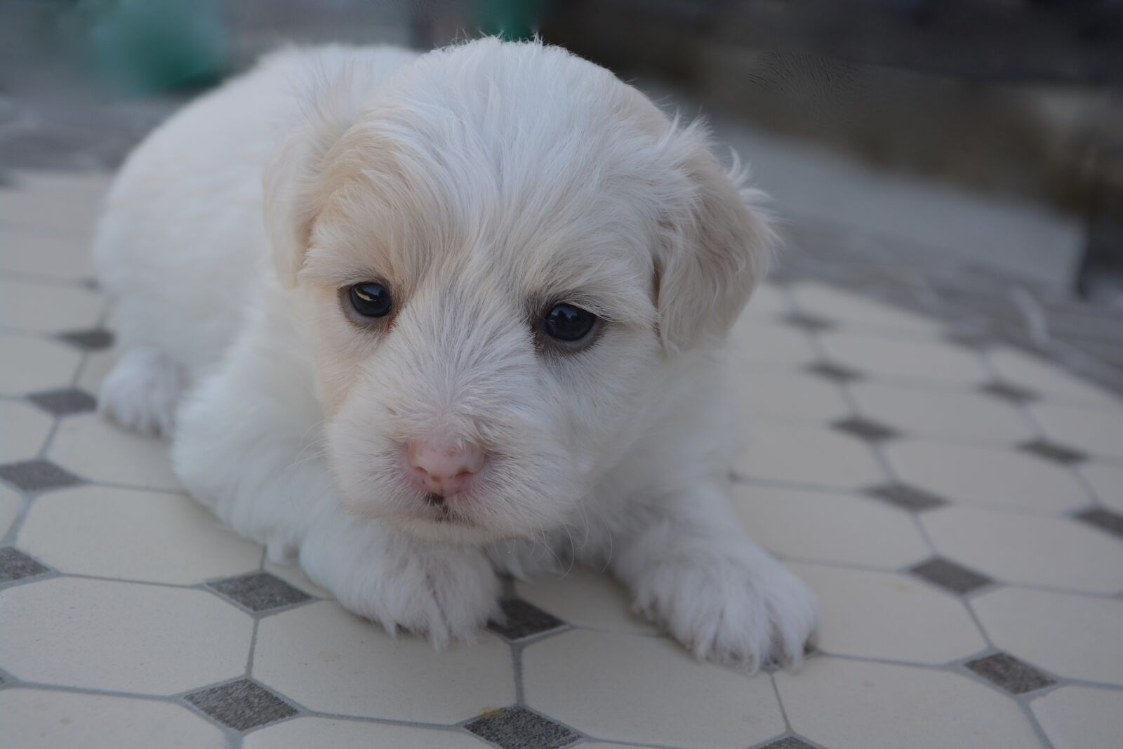 Nikon D5200 sample photo. Cotton tulear, puppy, dog photography