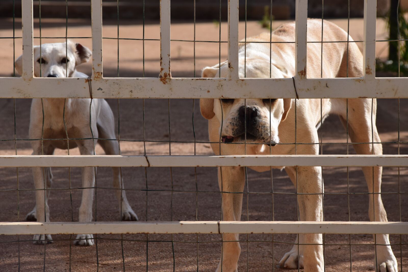 Nikon D3300 sample photo. Dog, guard dog, cane photography