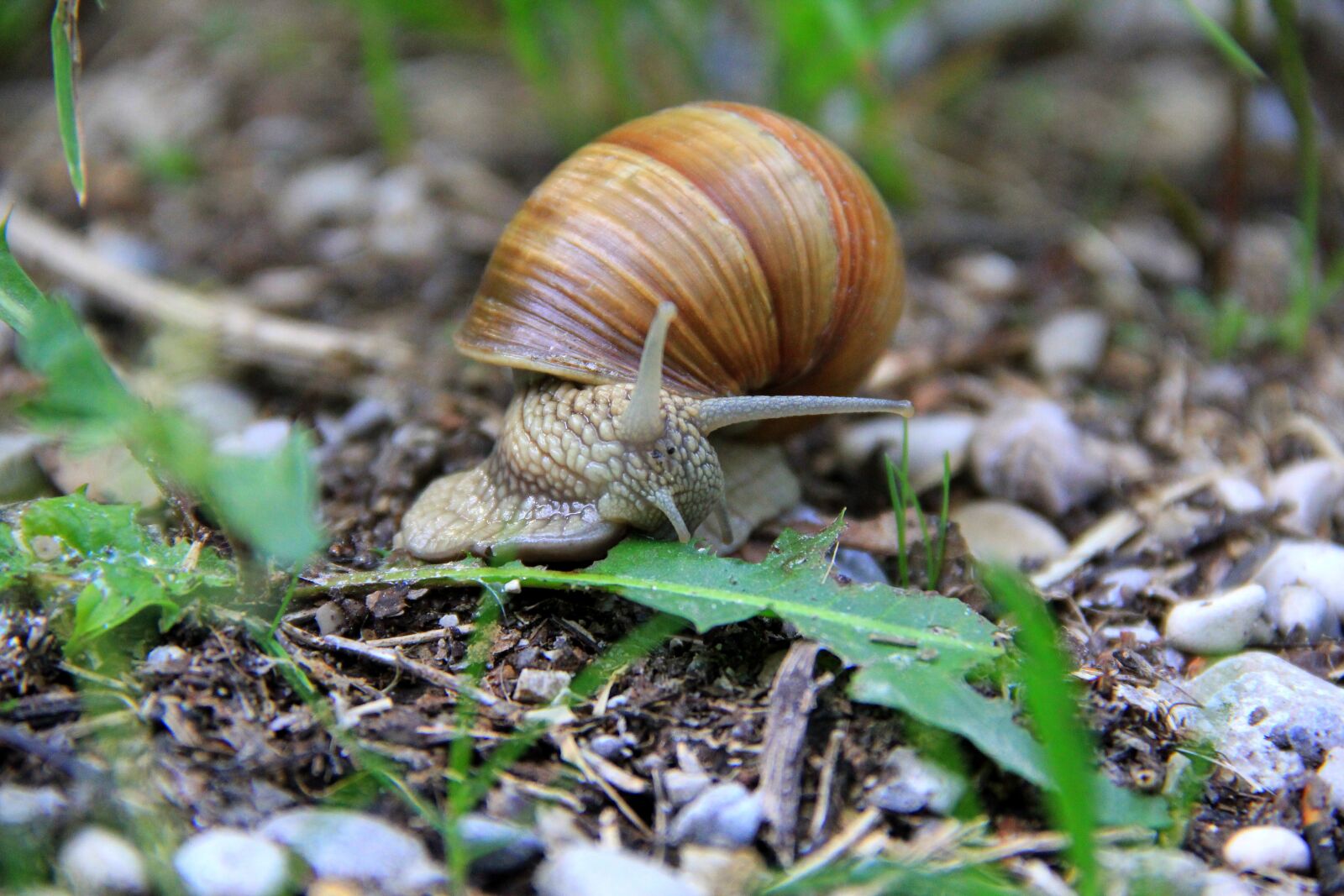 Canon EOS 550D (EOS Rebel T2i / EOS Kiss X4) sample photo. Snail, garden, animal photography