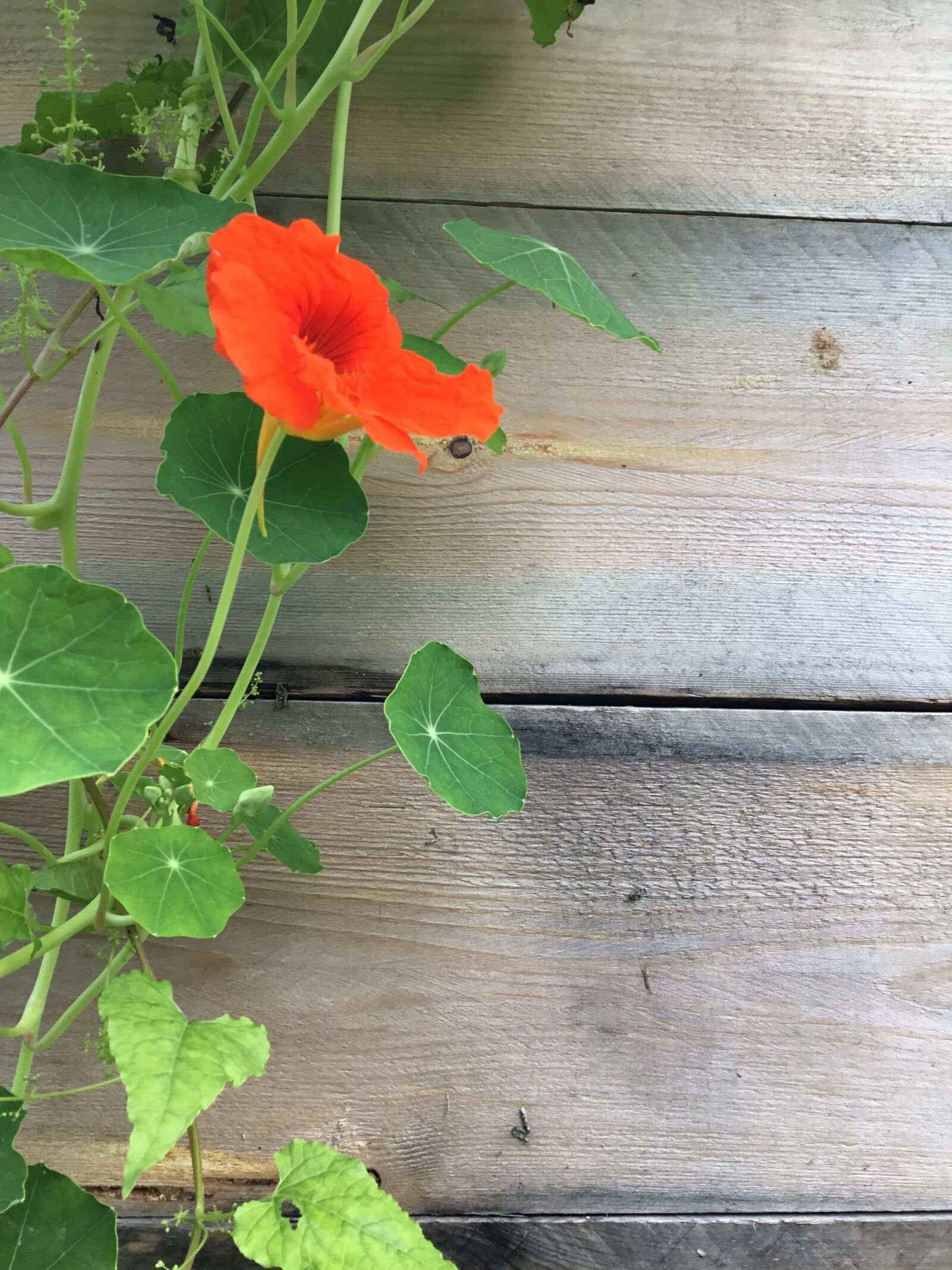 Apple iPad (5th generation) sample photo. Nasturtium, flower, plant photography