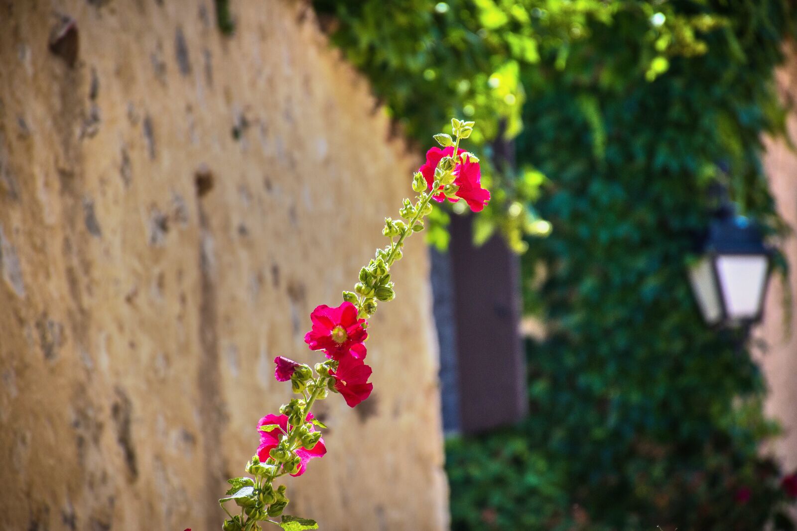 Nikon D5600 sample photo. Flower, vine, wayward photography