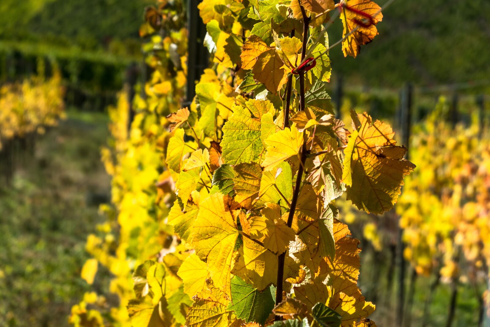 Canon PowerShot G3 X sample photo. Rebstock, vineyard, vines photography
