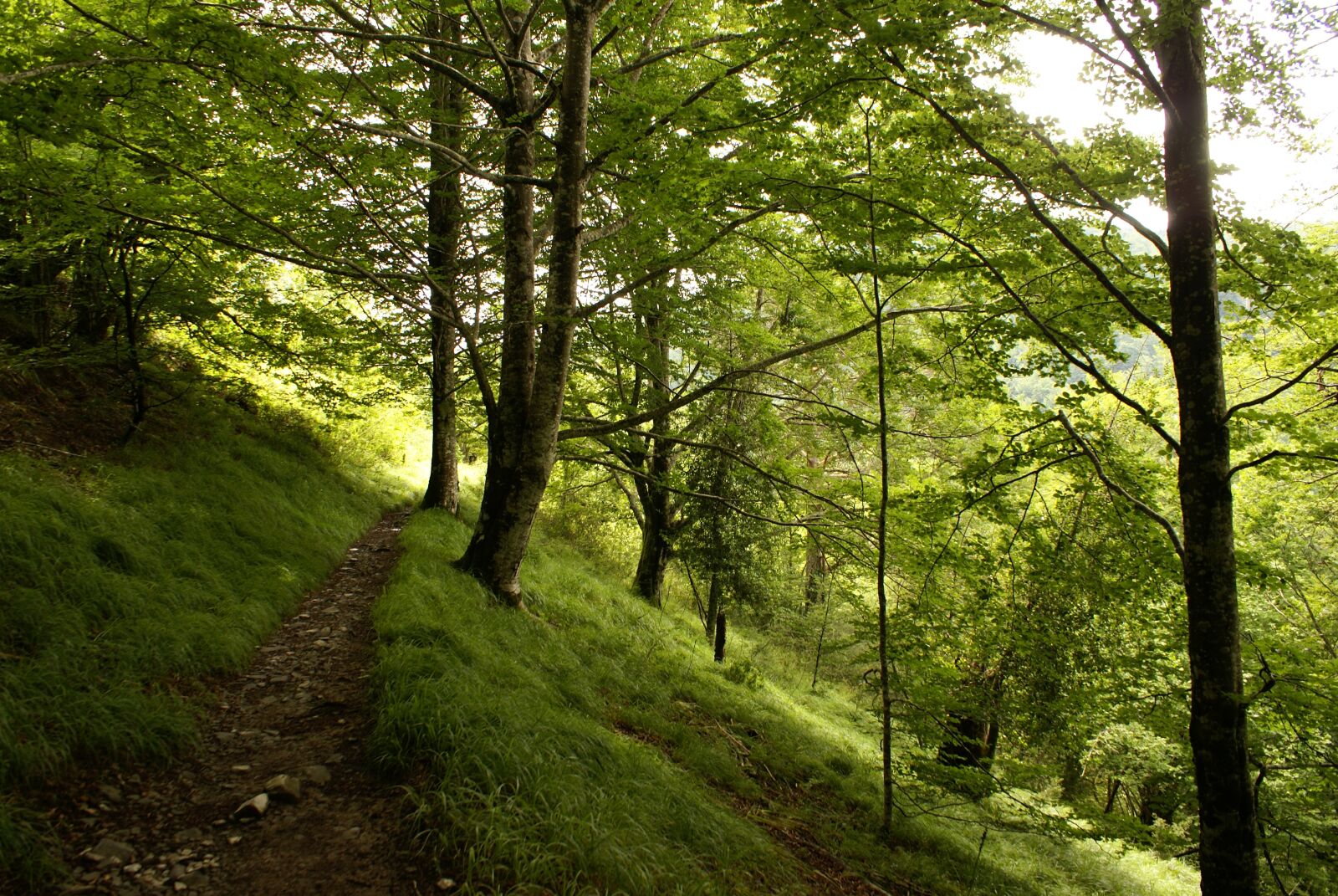 Sony Alpha DSLR-A100 sample photo. Selva de irati, navarre photography