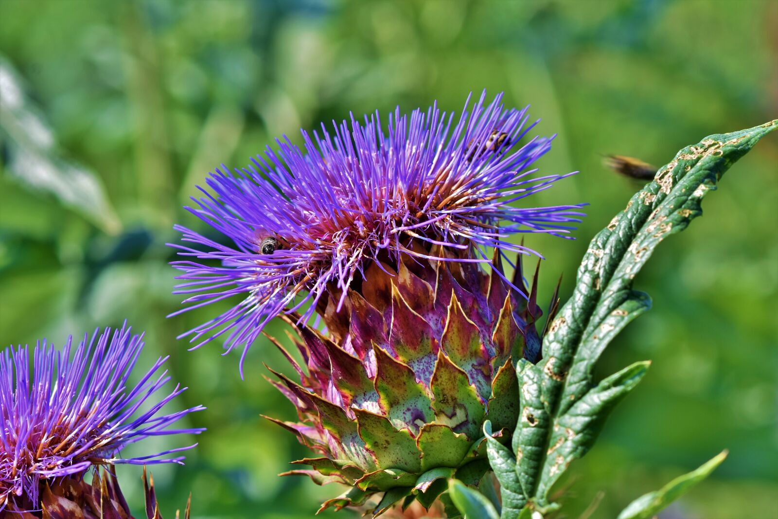 Nikon D7200 sample photo. Artichoke, vegetables, flower vegetables photography