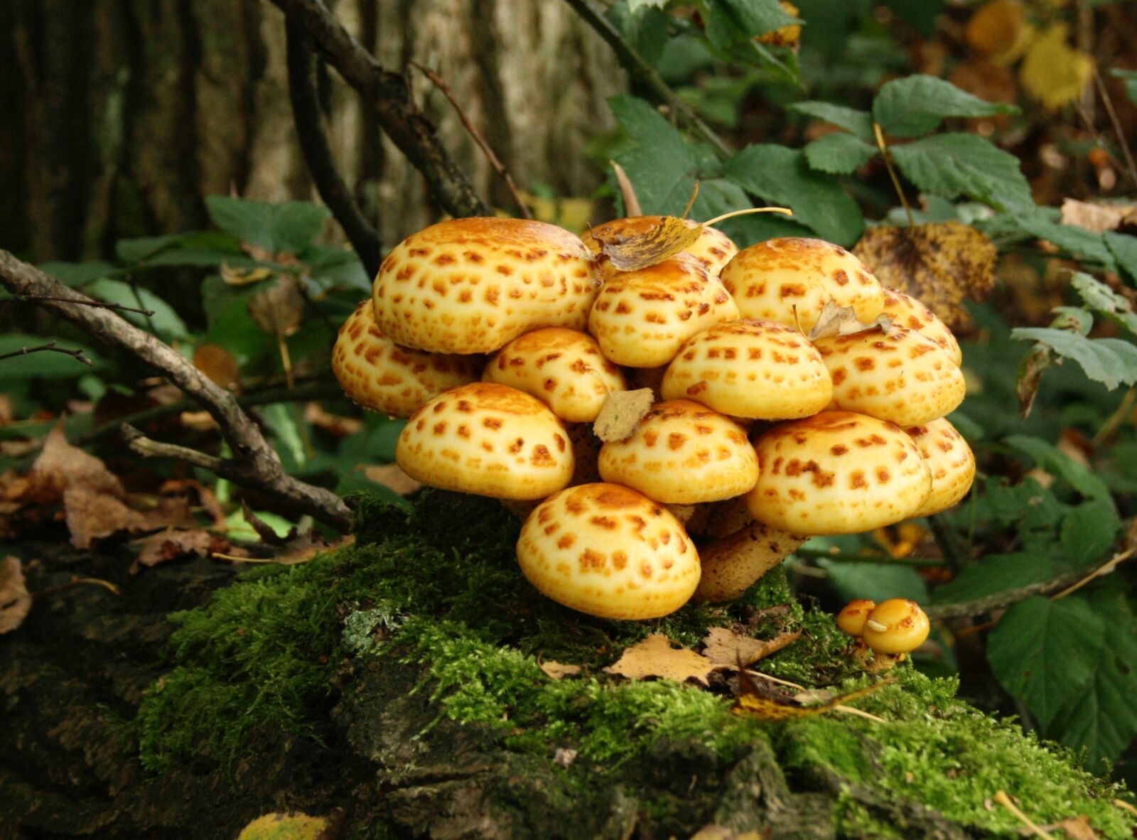 Canon EOS 400D (EOS Digital Rebel XTi / EOS Kiss Digital X) sample photo. Mushrooms, forest floor, spotted photography