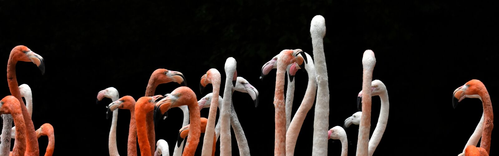Nikon D7200 sample photo. Flamingo, bird, colorful photography