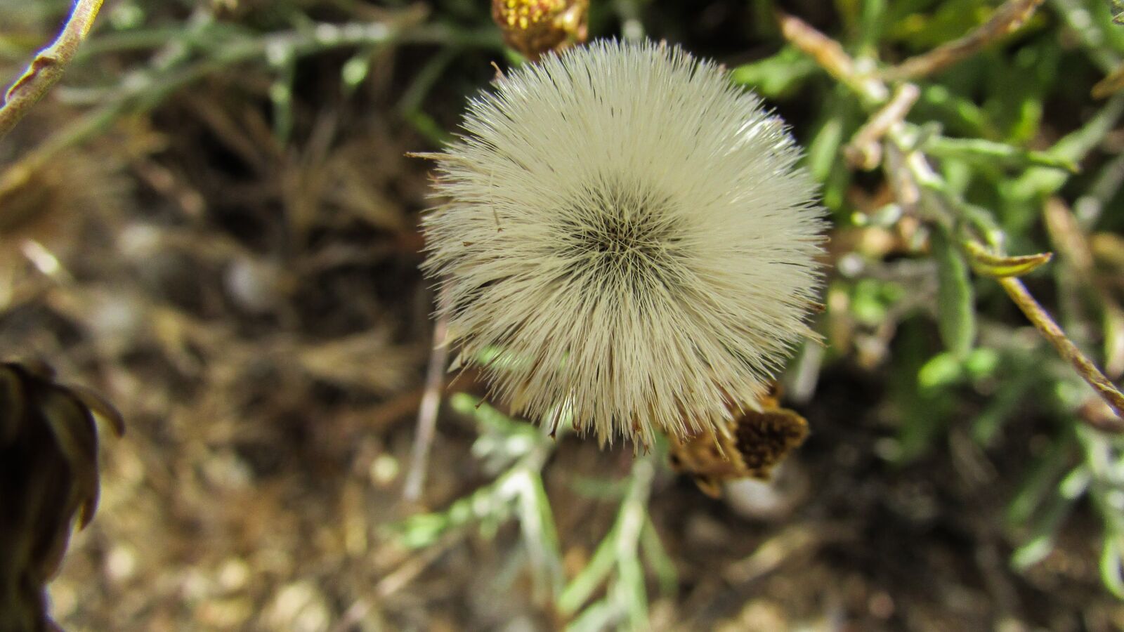 Canon PowerShot SX400 IS sample photo. Cyprus, cavo greko, national photography