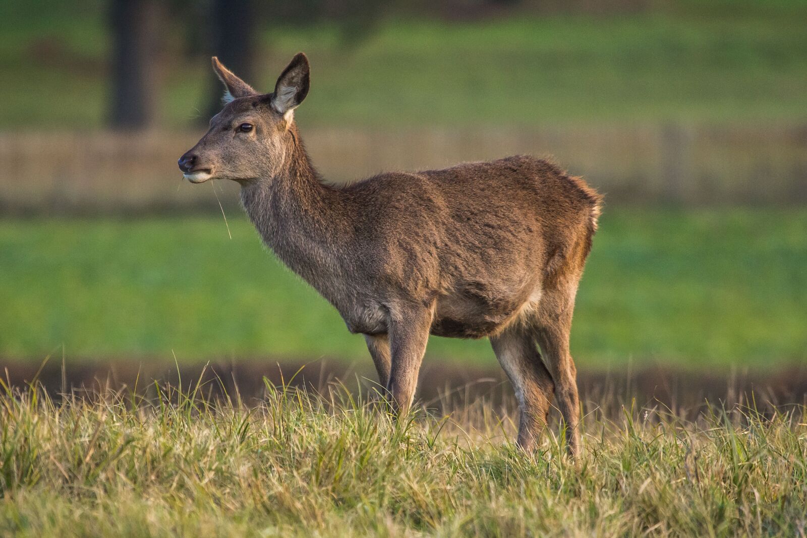 Canon EOS 60D sample photo. Doe, nature, animal photography