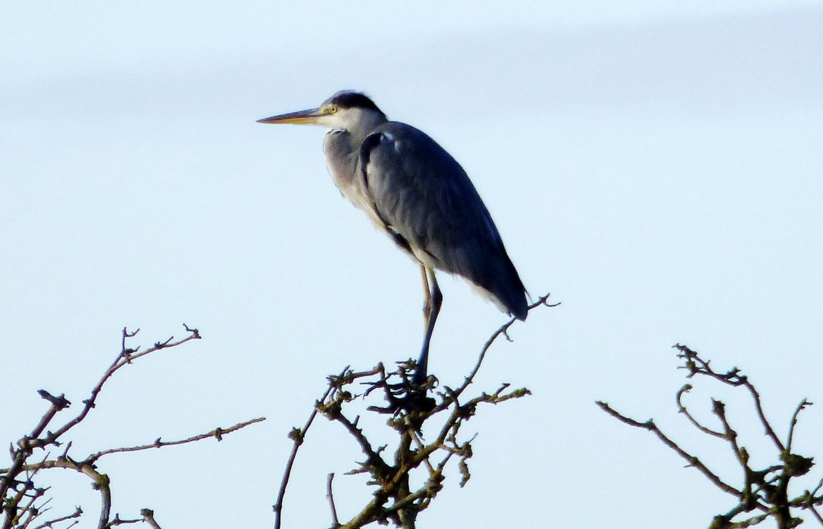 Panasonic DMC-FZ72 sample photo. Sky, blue, heron photography