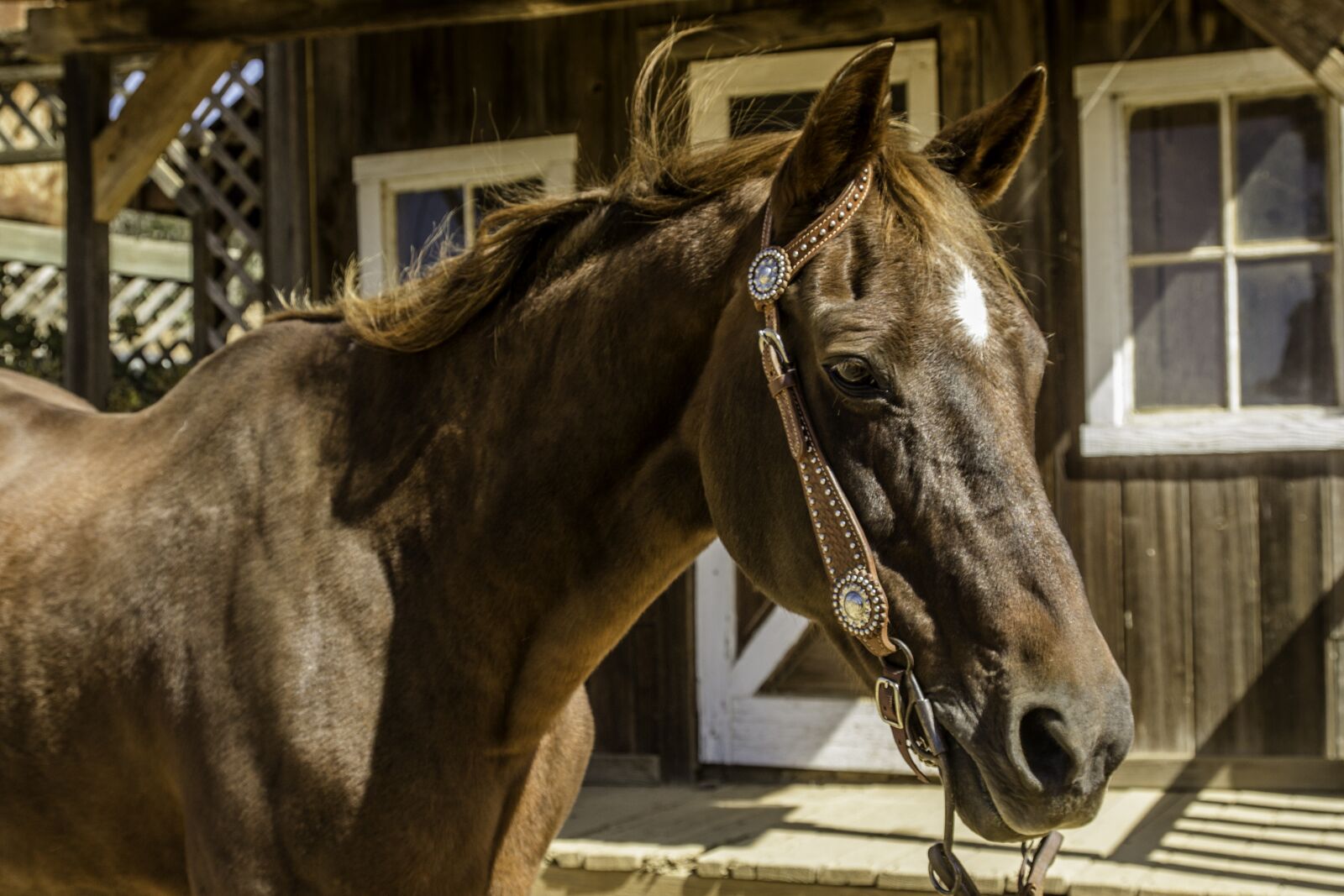Canon EOS 600D (Rebel EOS T3i / EOS Kiss X5) sample photo. Horse, chestnut, mare photography