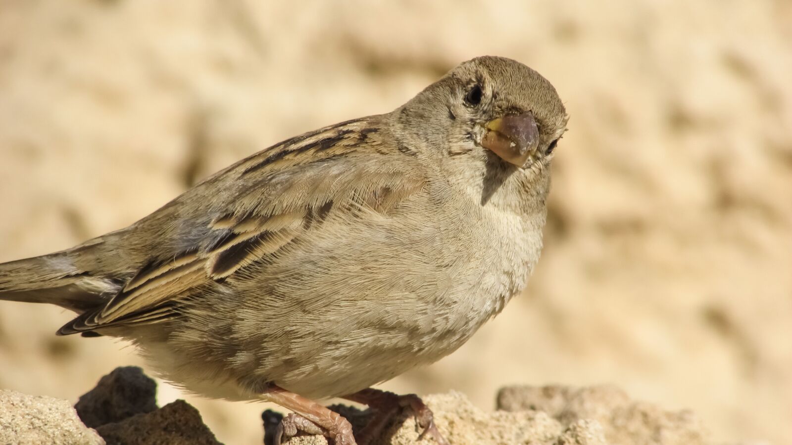 Canon PowerShot SX400 IS sample photo. Sparrow, bird, wildlife photography