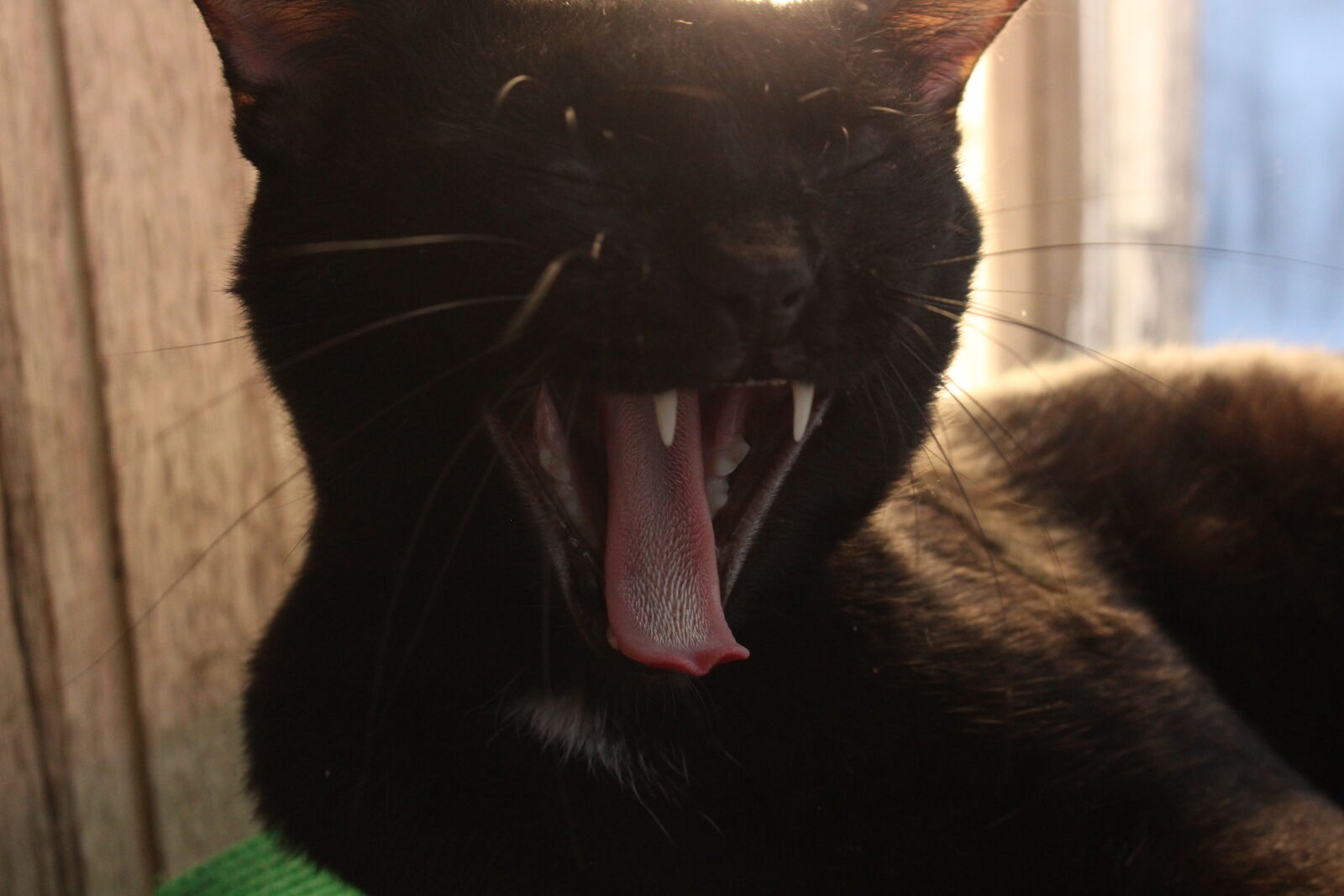 Canon EOS 700D (EOS Rebel T5i / EOS Kiss X7i) sample photo. Black, cat, cats, cute photography