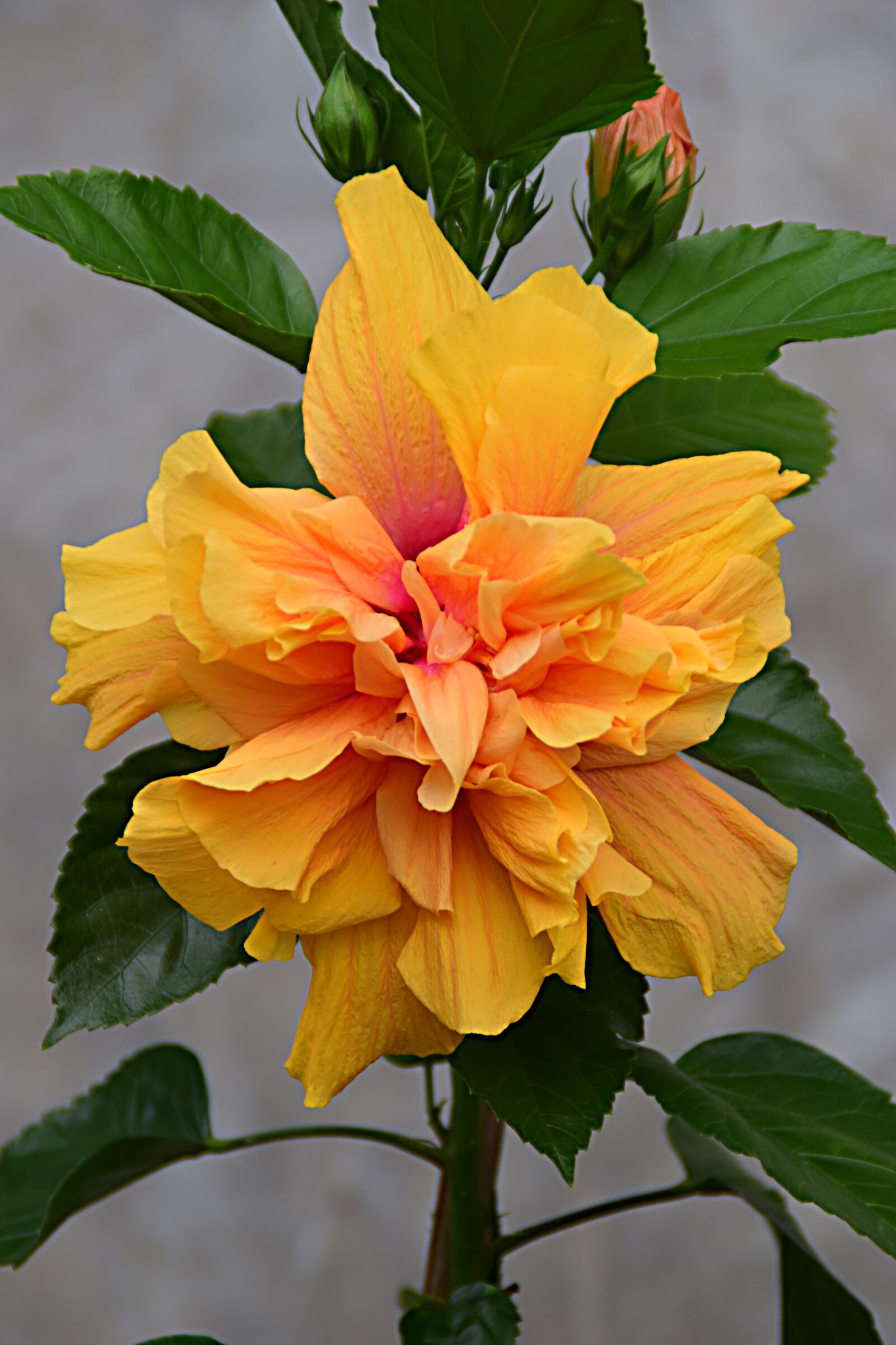 Nikon D5300 sample photo. Hibiscus, blossom, bloom photography