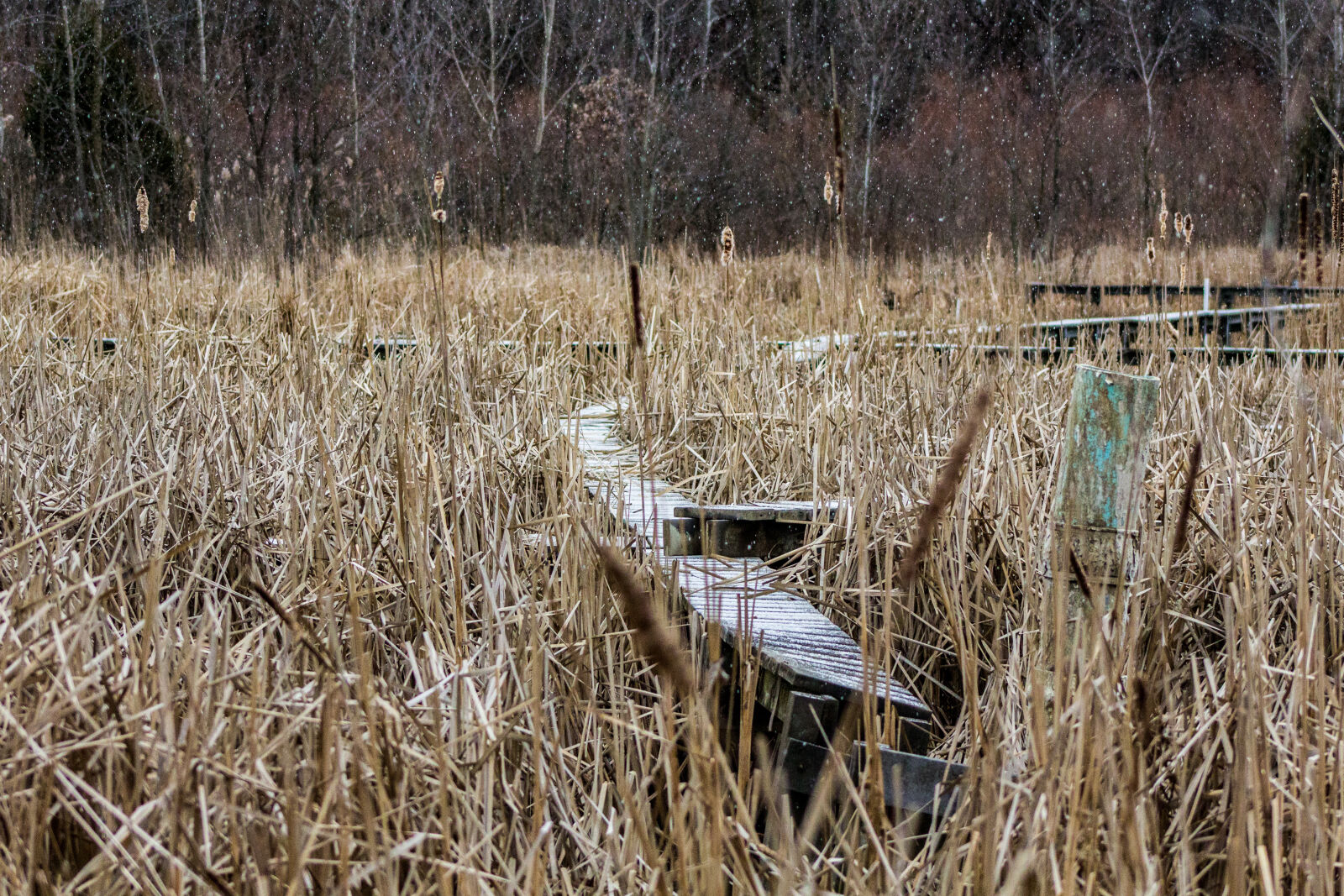 Canon EF 75-300mm f/4-5.6 sample photo. Canon, nature, outside photography