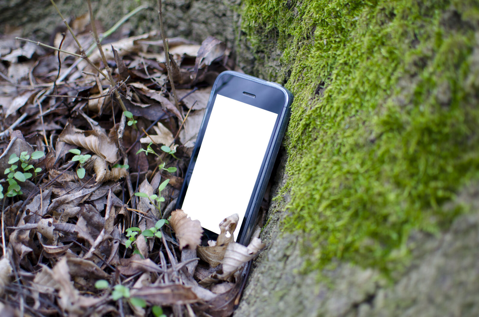 Nikon D5100 + Nikon AF-S DX Nikkor 35mm F1.8G sample photo. Bark, brown, display, forest photography