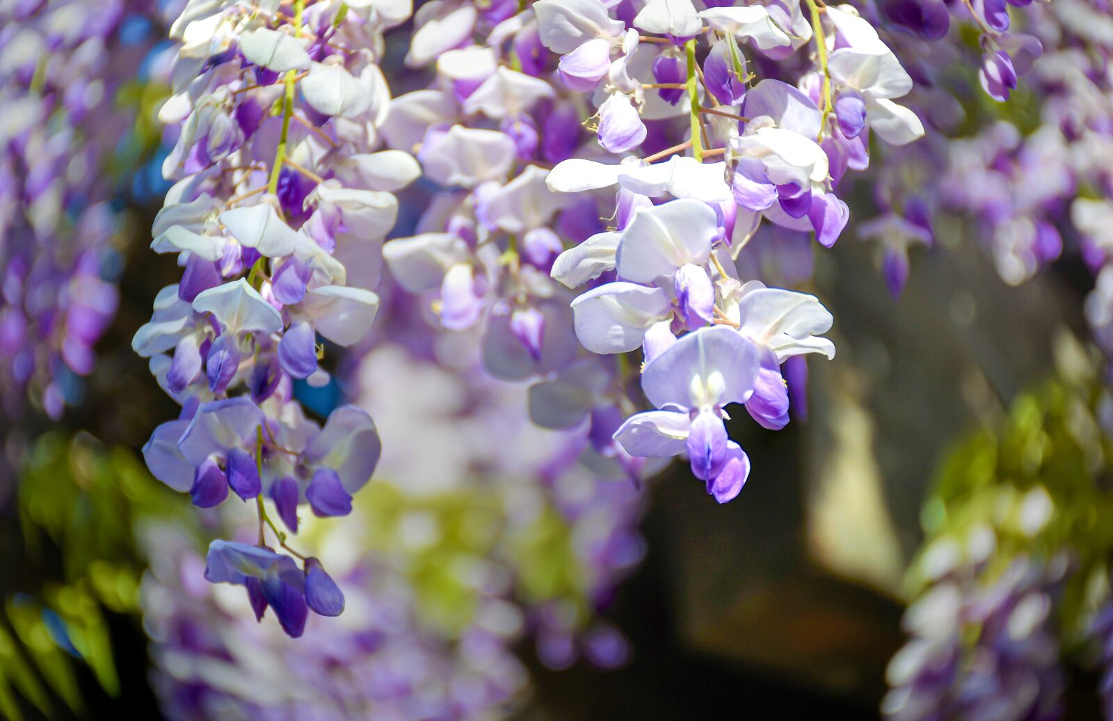 Nikon D5600 sample photo. Tree, spring, flowers photography