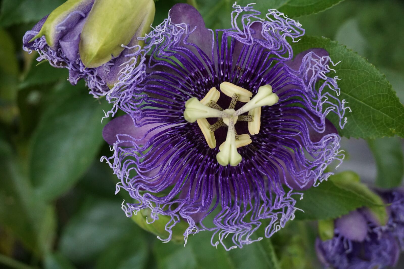 Sony a6000 sample photo. Flowers, mainau island, lake photography