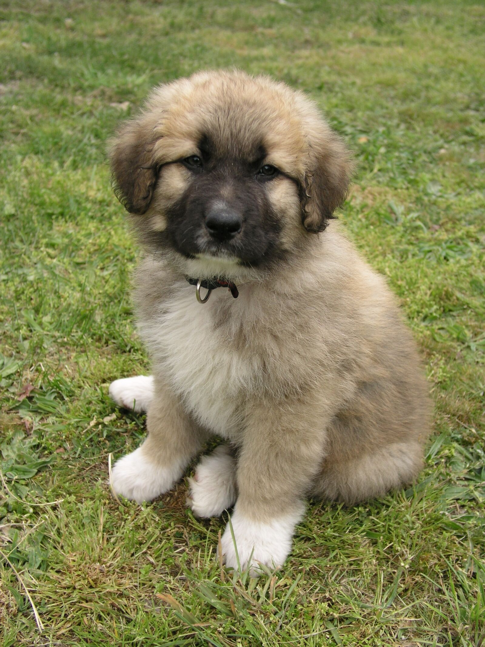 Olympus C5050Z sample photo. Dog, puppy, breeding photography