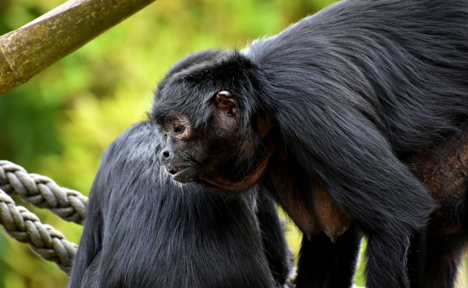 Nikon D7200 sample photo. Ape, funny, cute photography