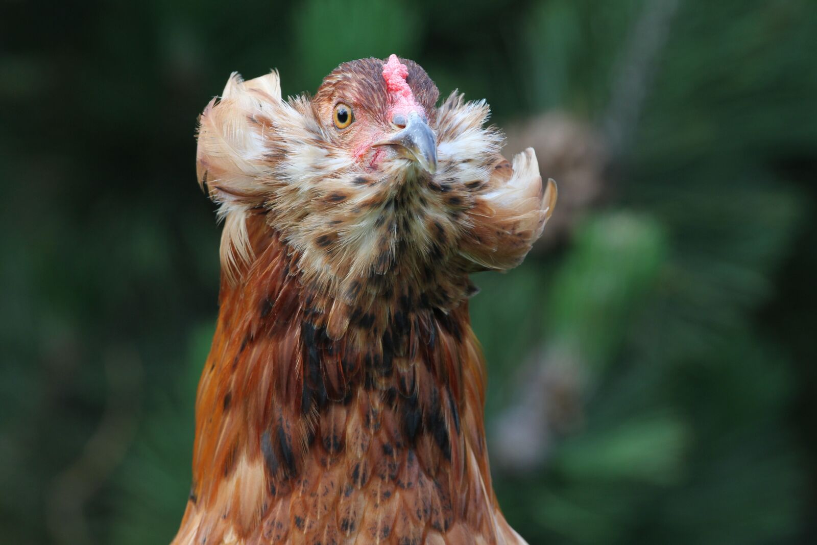 Canon EOS 7D sample photo. Araucana, hen, chicken photography